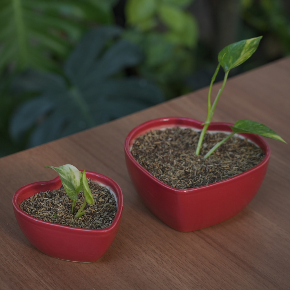 Heart-shaped Red Ceramic Pot | Heart Shape (Set of 2) - 1109