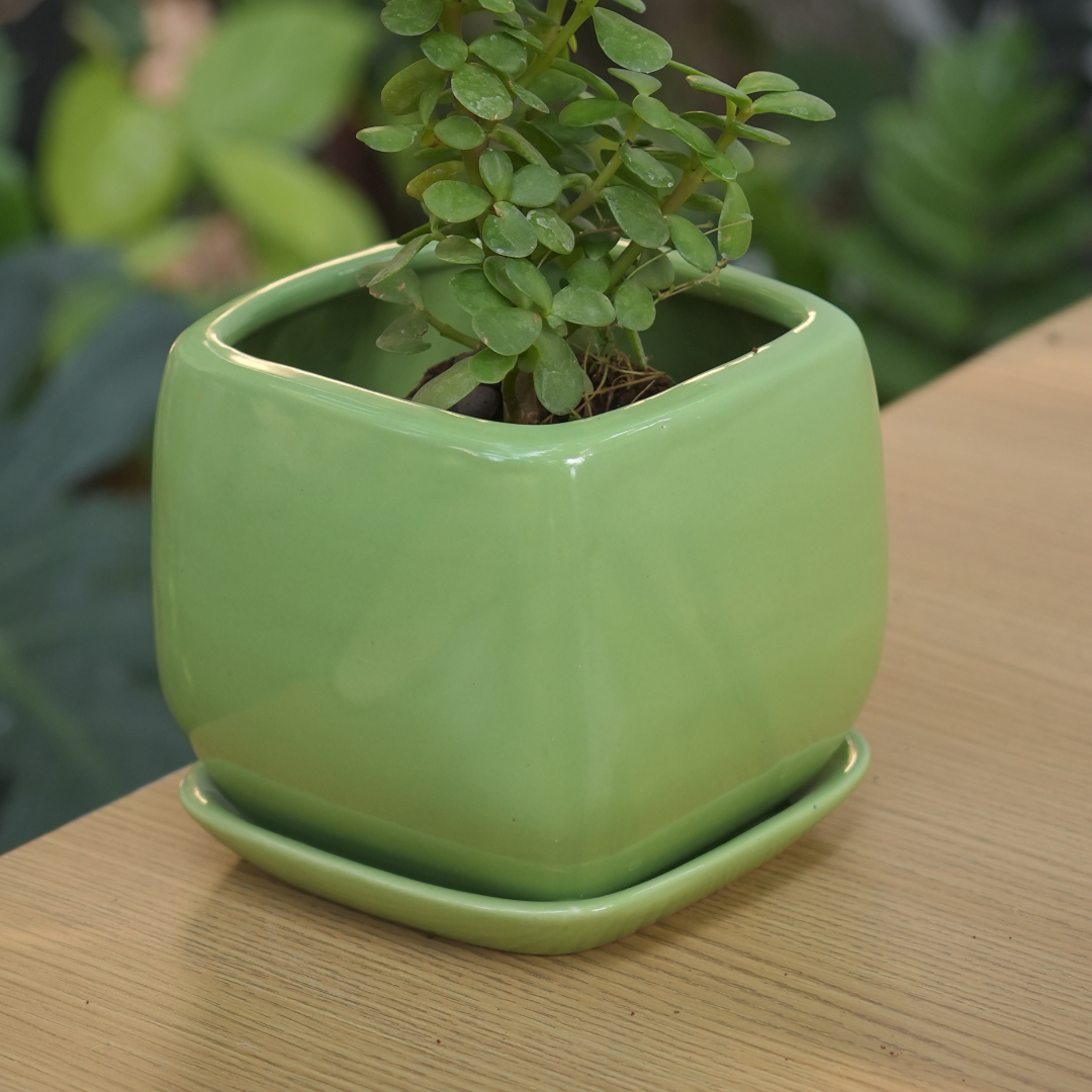 green ceramic pots for plants Glossy Ceramic Fatty & Chubby Planter With Bottom Plate | Green