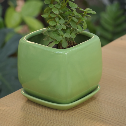 Glossy Ceramic Fatty & Chubby Planter With Bottom Plate | Green - 1102