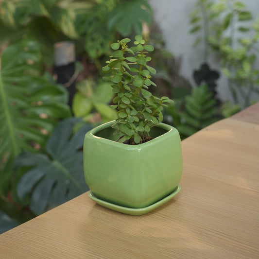 Glossy Ceramic Fatty & Chubby Planter With Bottom Plate | Green - 1102