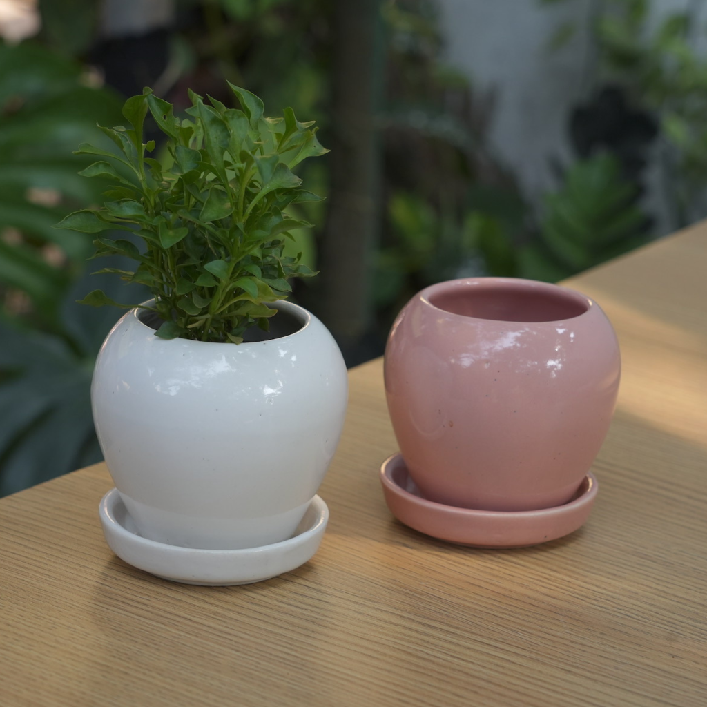 ceramic plant pots india Glossy Glazed Ceramic Planter Pot With Bottom Plate | Multicolour