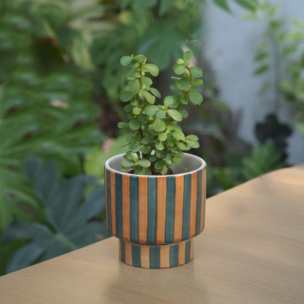 Glossy Ceramic Aesthetic Striped Planter with bottom plate |  Stripes - 1108