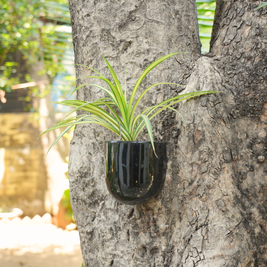 black ceramic hanging planter Wall Mountable Ceramic Planter (Balcony/Room wall Decor)