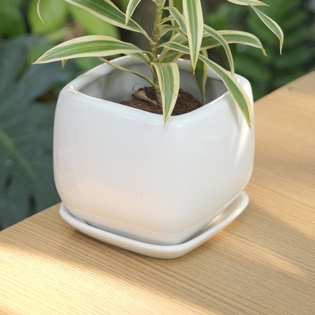 white ceramic indoor planter Glossy Ceramic Fatty & Chubby Planter With Bottom Plate | White