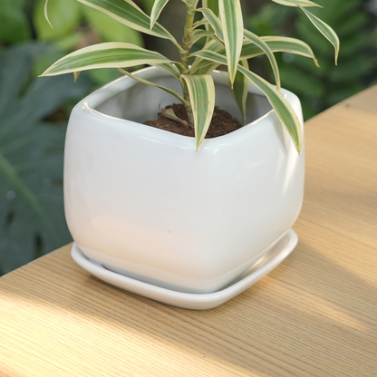 Glossy Ceramic Fatty & Chubby Planter With Bottom Plate | White - 1103