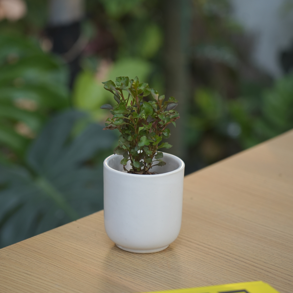 Glossy Ceramic Planter For Office Desk |  White - 1107